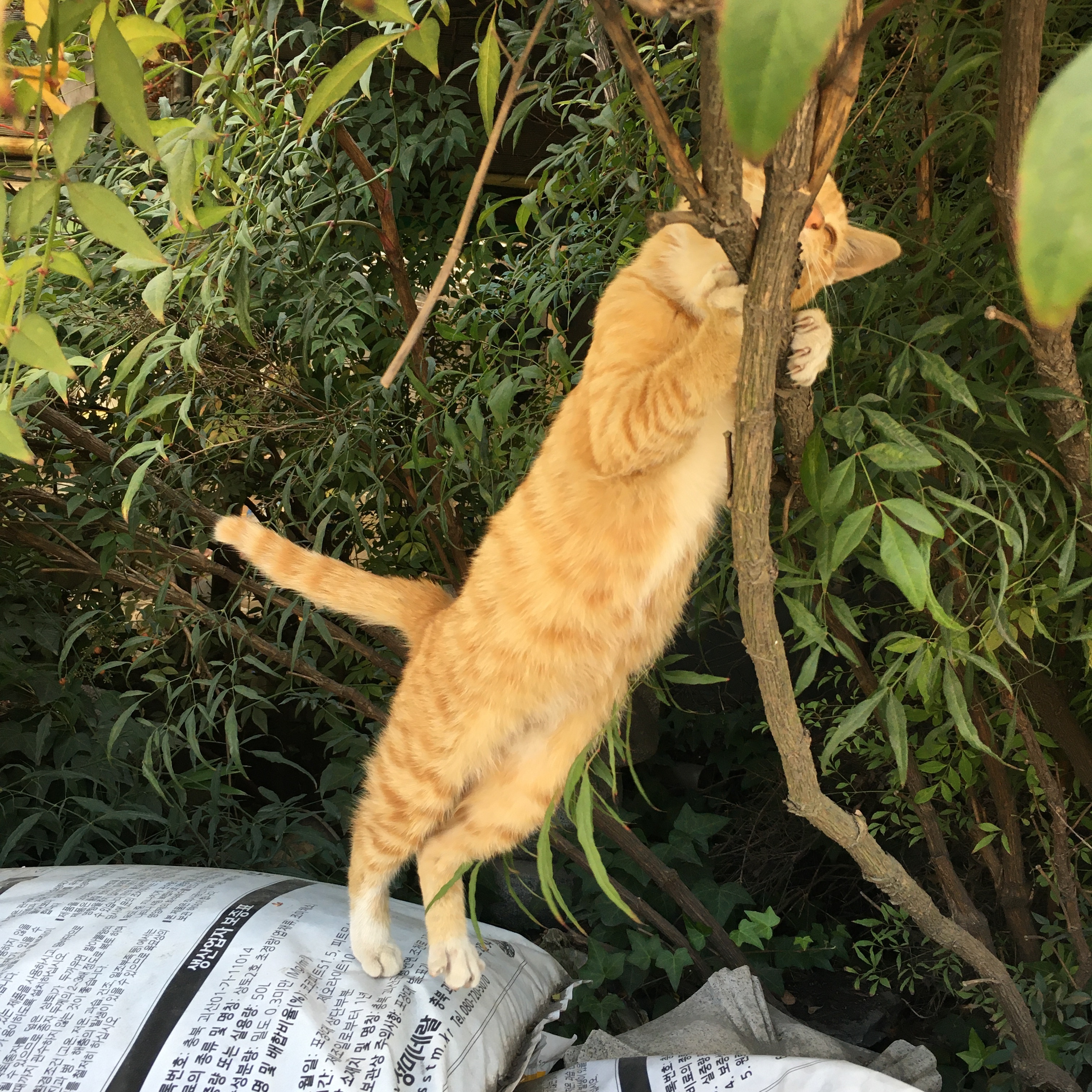 나 약간 피리부는 사나이...?🐈🐈🐈 | 인스티즈