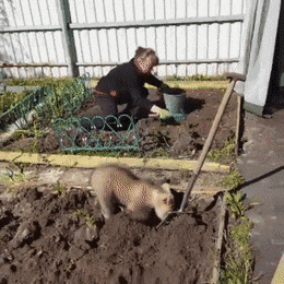 할머니랑 같이 밭일하는 러시아 시고르자브종 ㅠㅠ.gif | 인스티즈