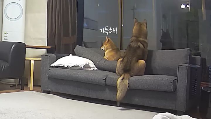 집에 강아지들끼리만 남겨졌을때 | 인스티즈