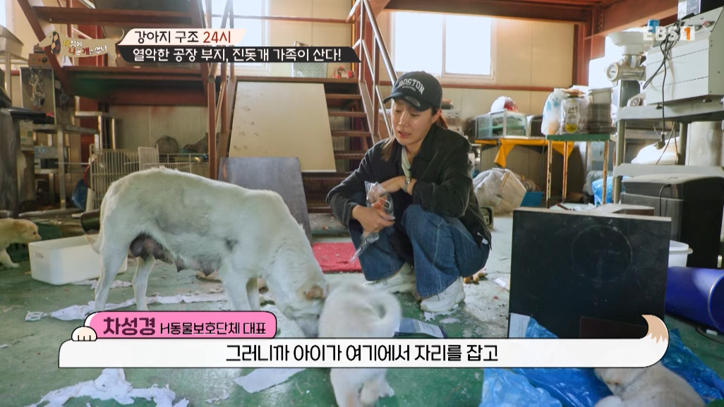 썩은물을 마시던 진돗개 가족을 입양한 배우 | 인스티즈