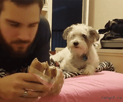 주인이 밥먹을때 댕댕이 유형 | 인스티즈