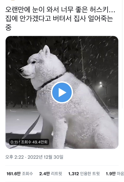 오랜만에 눈이 와서 너무 좋은 허스키... 집에 안가겠다고 버텨서 집사 얼어죽는중.twt | 인스티즈