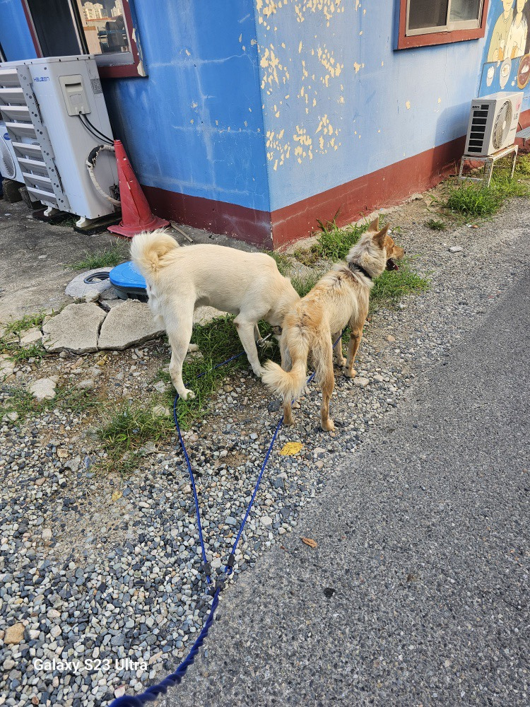 [입양홍보] 개장수에게 팔렸다 되찾아온 방치견 진순이·진돌이, 평생 가족을 찾아요! (부산/울산/전국) | 인스티즈