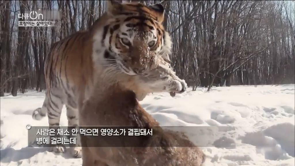 '절멸'의 '한국 호랑이'. 🐅 그 100년간의 이야기. -마지막- | 인스티즈