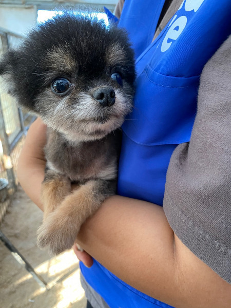 어떤 삶이었을까. 번식장, 미용 실습견, 쓰임을 다해야만 끝나는 삶이라는 건 | 인스티즈