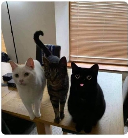 🐼 아이바오네 남판다들 🐼 | 인스티즈