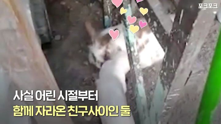 창고밑에 갇힌 고양이를 구하려는 토끼 | 인스티즈