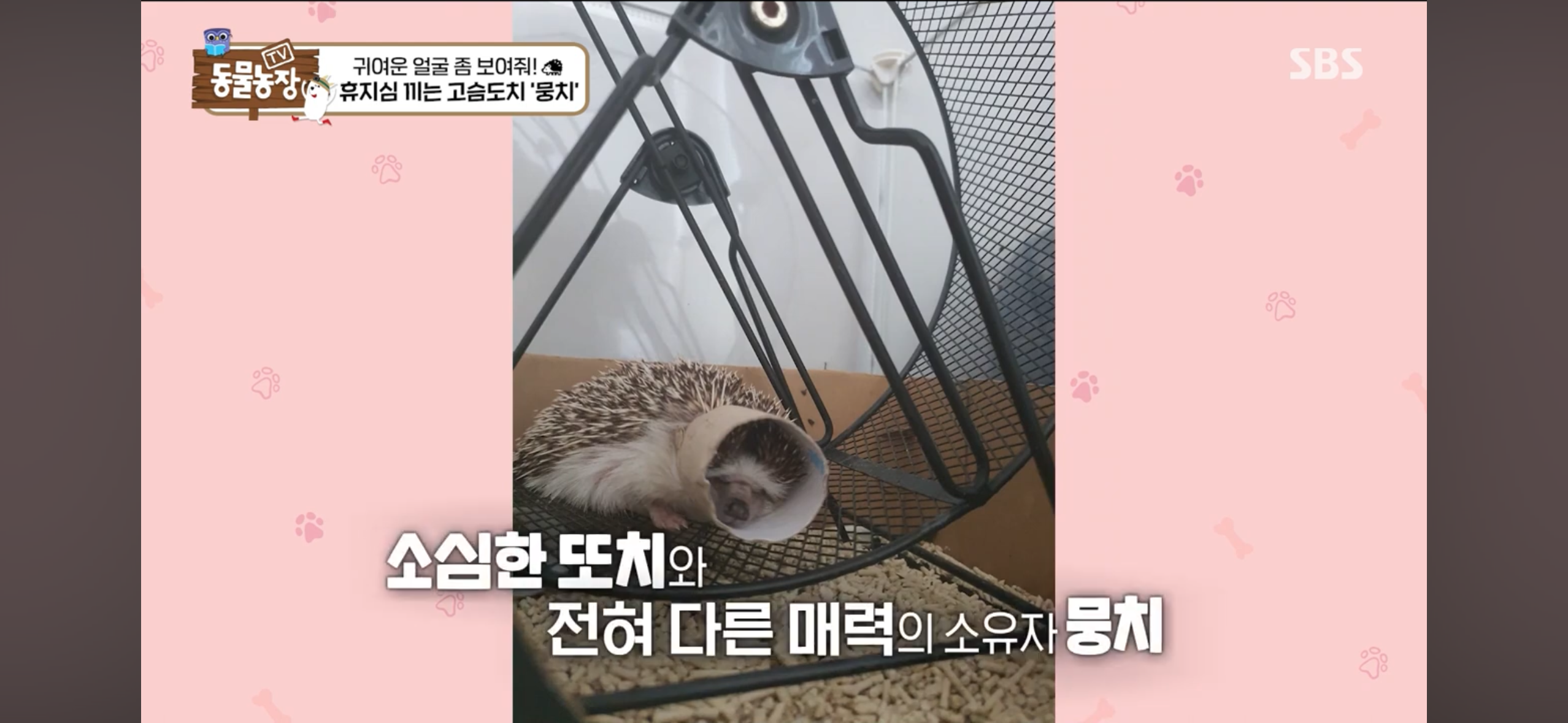 따봉고슴도치 휴지심 좋아도치 | 인스티즈