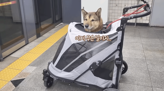 댕카 타고 지하철 타는 댕댕이.gif | 인스티즈