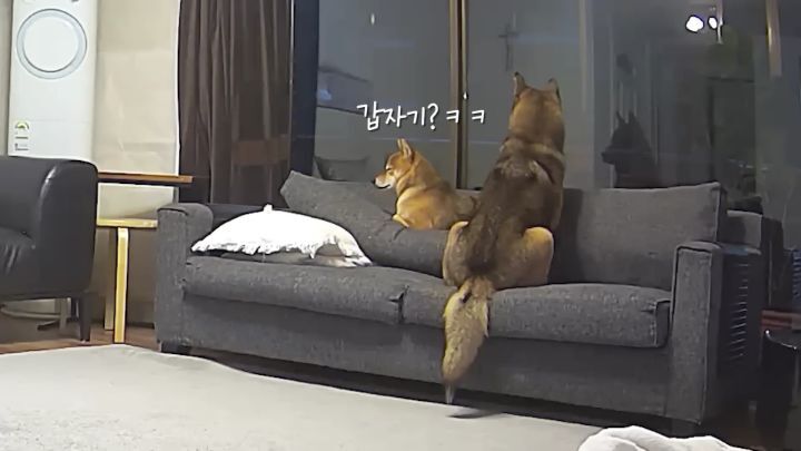 집에 강아지들끼리만 남겨졌을때 | 인스티즈