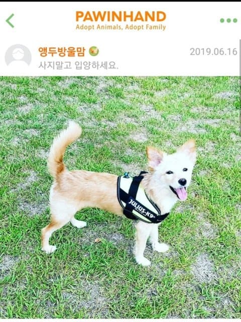 유기견 입양 전후 | 인스티즈