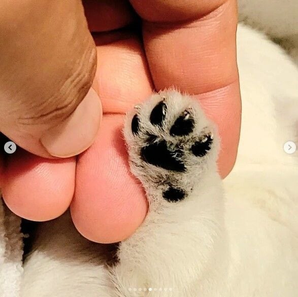 나는 자연인이다 윤택이 입양한 강아지.gif | 인스티즈