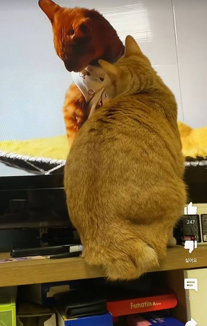 고양이들이 매탈남 유튜브 집중해서 본다는게 신기한 달글ㅋㅋ | 인스티즈