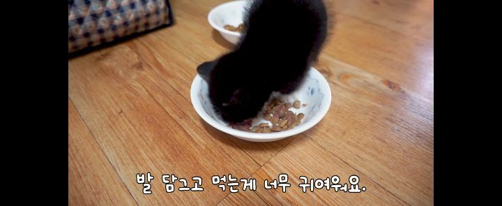 얼어죽어있던 아기고양이를 녹였더니.. | 인스티즈