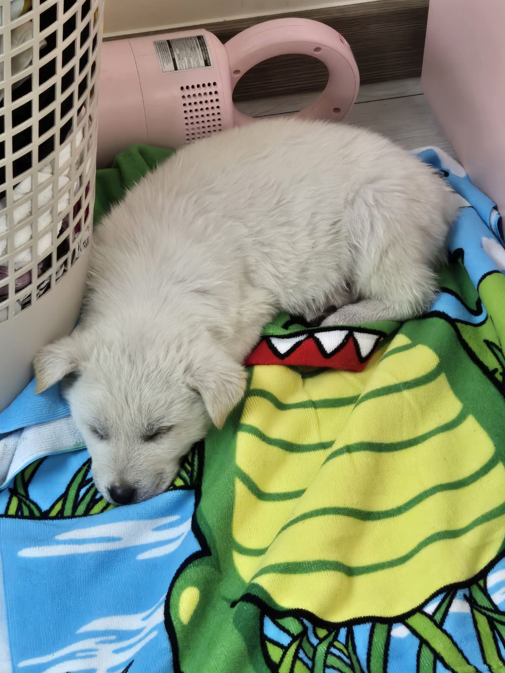 (입양홍보) 입양 무산 2번, 바미의 가족이 되어줘!💖 | 인스티즈