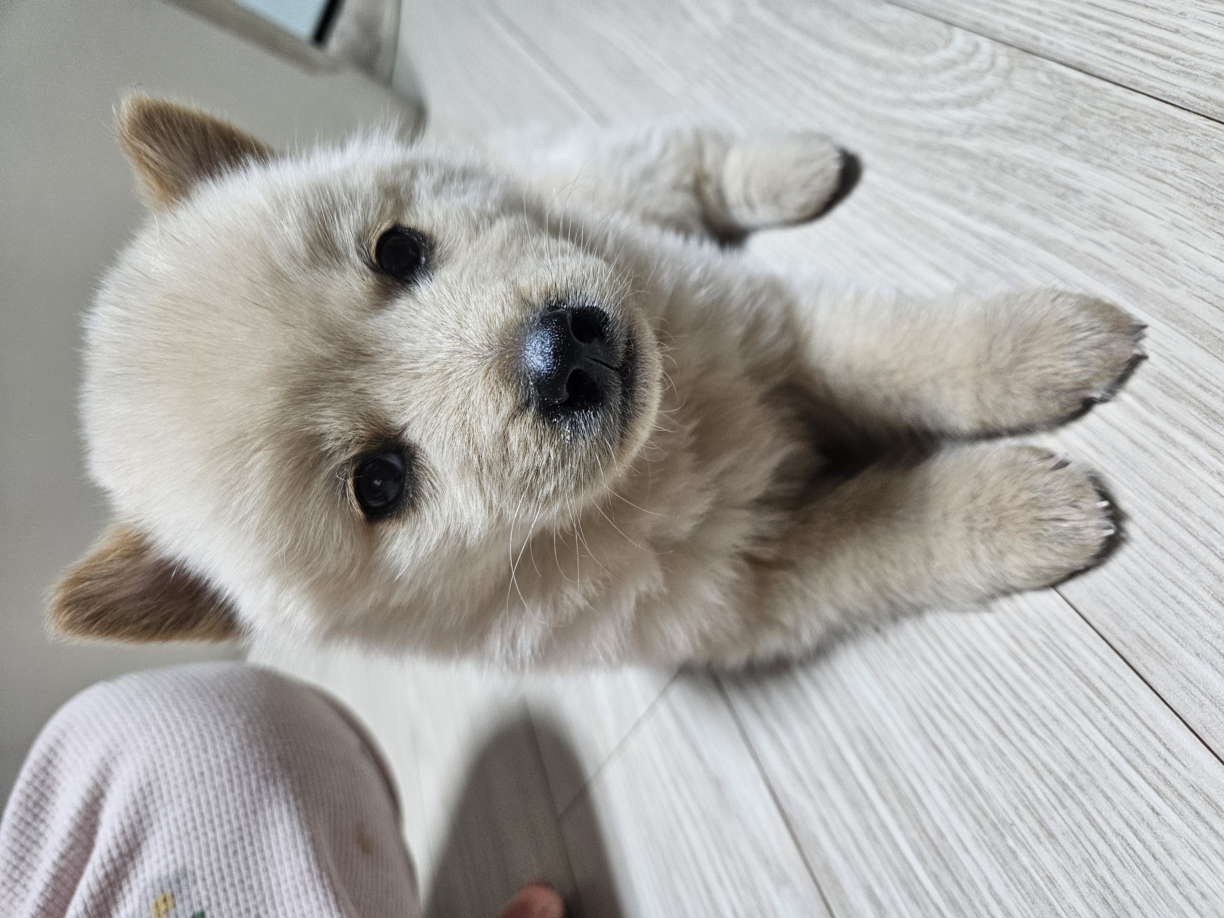 우리집 댕댕이 자랑 한번 해도 될까용? | 인스티즈