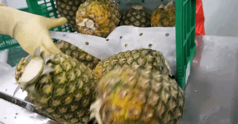 델몬트 파인애플 공장 견학🍍🤓 | 인스티즈