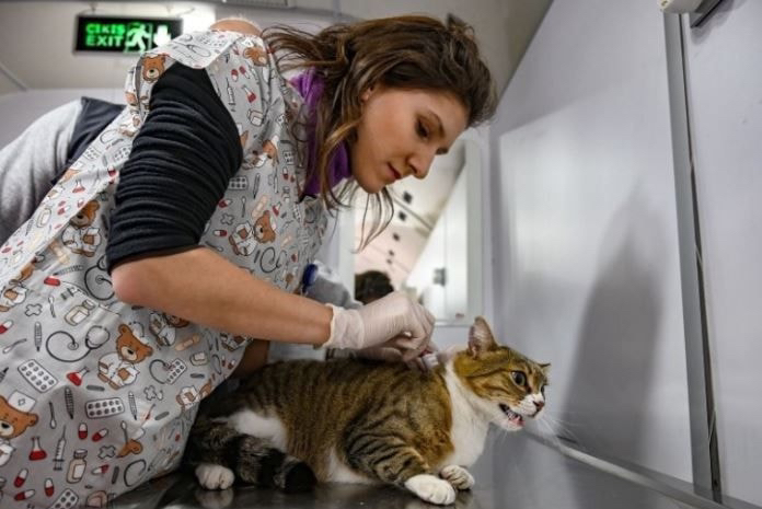 터키사람들이 길거리 동물들한테 잘해주는 이유 | 인스티즈