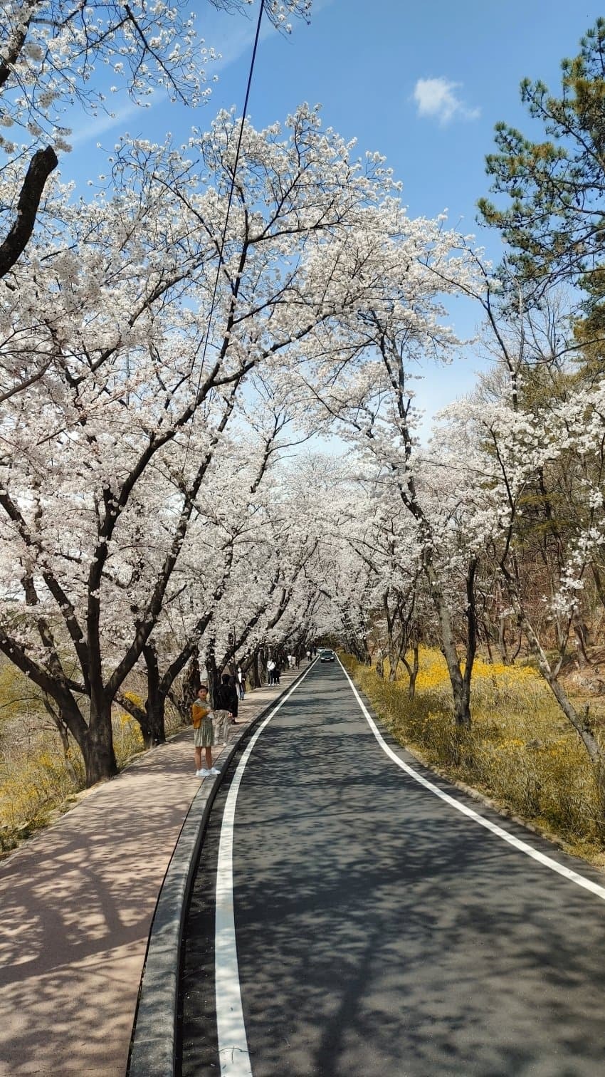 실시간 경주 벚꽃 | 인스티즈