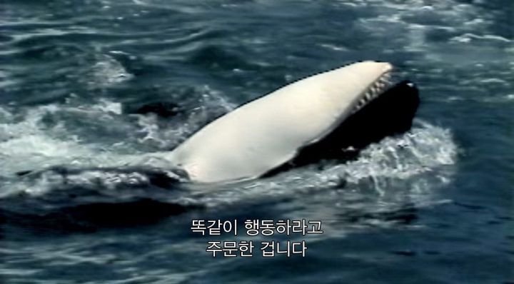어느날 소방서에 고래가 조련사를 잡아 먹었다는 신고가 들어왔다 .jpg (스압주의) | 인스티즈