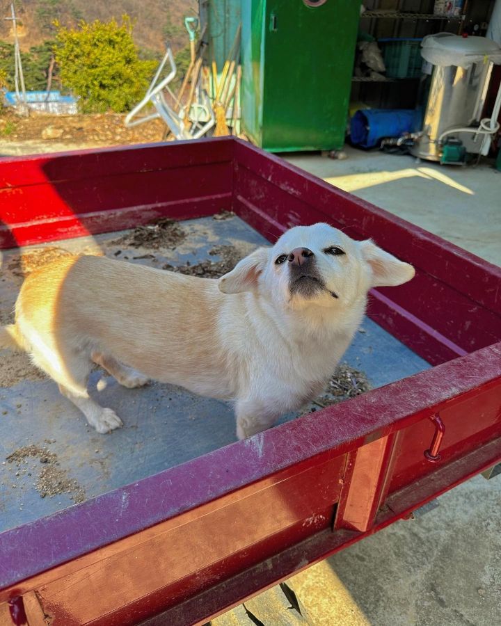 강아지 짱절미 투병근황 | 인스티즈