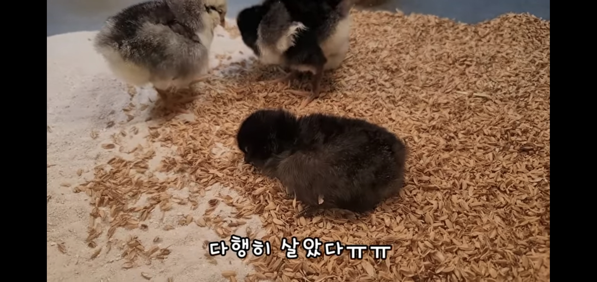 오늘자 폭력적이고 불쌍한 영상 올린 유튜버 매탈남.jpg | 인스티즈