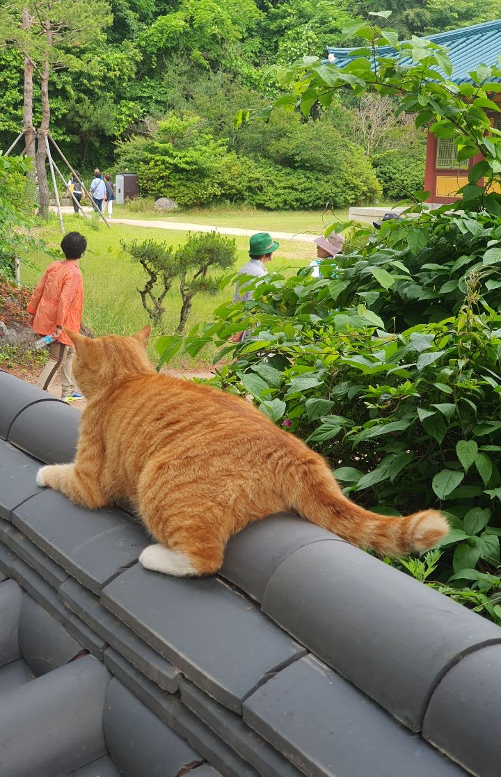 절 왔는데 고양이 진짜 귀엽다 | 인스티즈