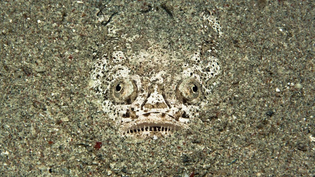 아ㅋㅋ물고기 이름이 어케 X구멍ㅋㅋㅋ | 인스티즈