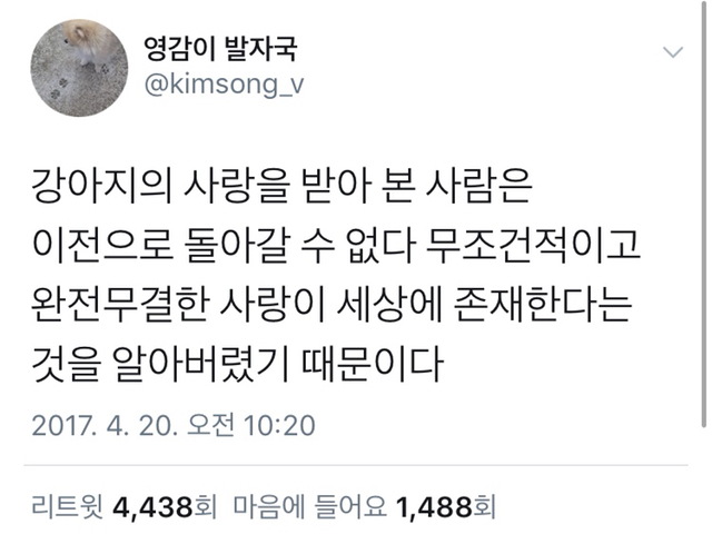 강아지의 사랑을 받아 본 사람은 이전으로 돌아갈 수 없다 | 인스티즈