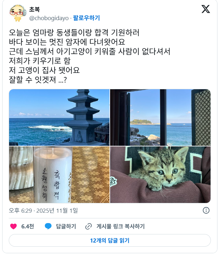 합격기원하러 절에 갔는데 아기 고양이 얻어왔어요 | 인스티즈