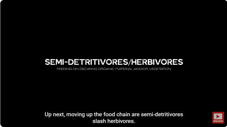 거대한 수조에 열대우림 환경을 조성해놓으면 생기는 일 - 2 | 인스티즈