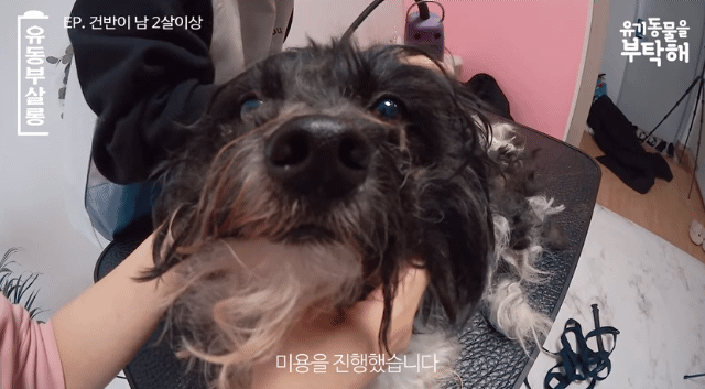 강쥐 건반이의 미용 전/후.jpg | 인스티즈