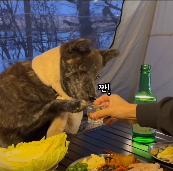 짠 해주는 강아지.gif | 인스티즈