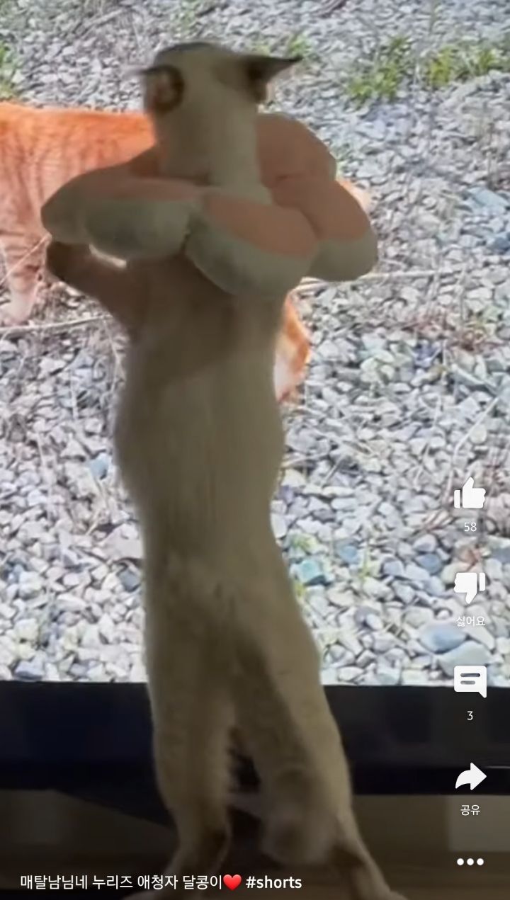 고양이들이 매탈남 유튜브 집중해서 본다는게 신기한 달글ㅋㅋ | 인스티즈