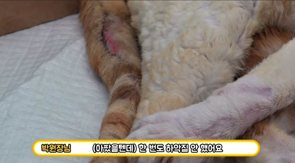 산불로 한쪽다리를 잃은 고양이가 받은 선물 🎁 | 인스티즈