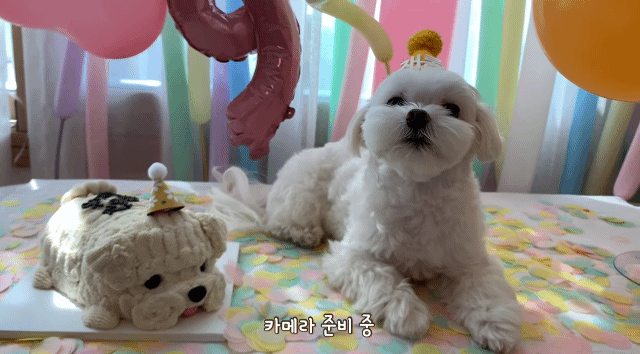 생일이 뭔진 모르겠지만 아무튼 신난 재롱이 | 인스티즈