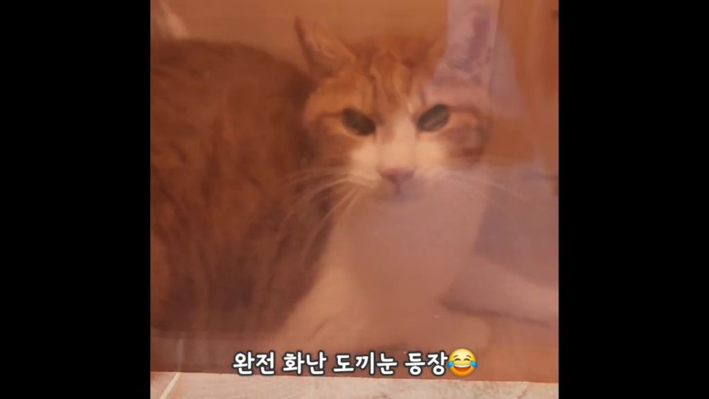 22똥괭이네) 화나서 세모눈된 고양이 😾 | 인스티즈