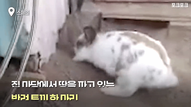 창고밑에 갇힌 고양이를 구하려는 토끼 | 인스티즈