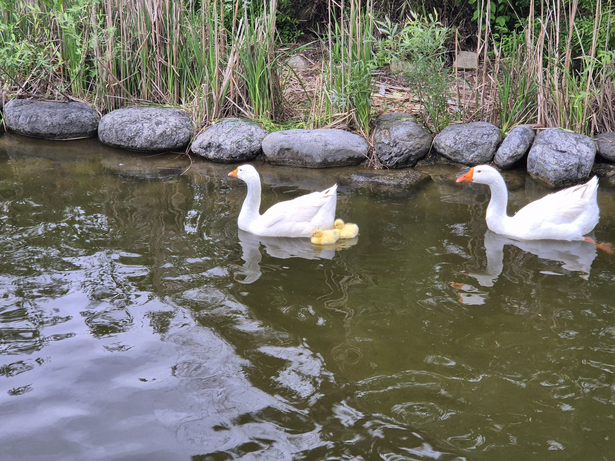 학교에 거위 새끼 태어났네ㅋㅋ | 인스티즈