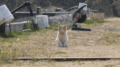 [hahaha] 뚱땅이 걸음걸이가 정말 특이하다는걸 한눈에 알아볼수있는 짤🐾 | 인스티즈