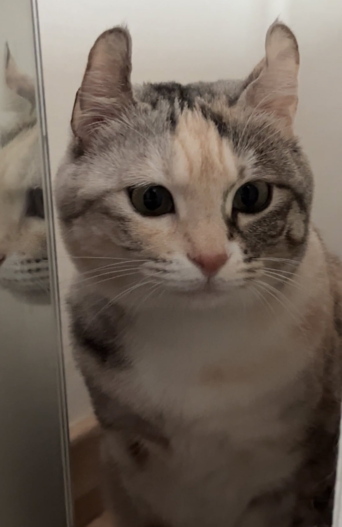 귀가 진짜 토끼같은 트위터 고양이.jpg | 인스티즈