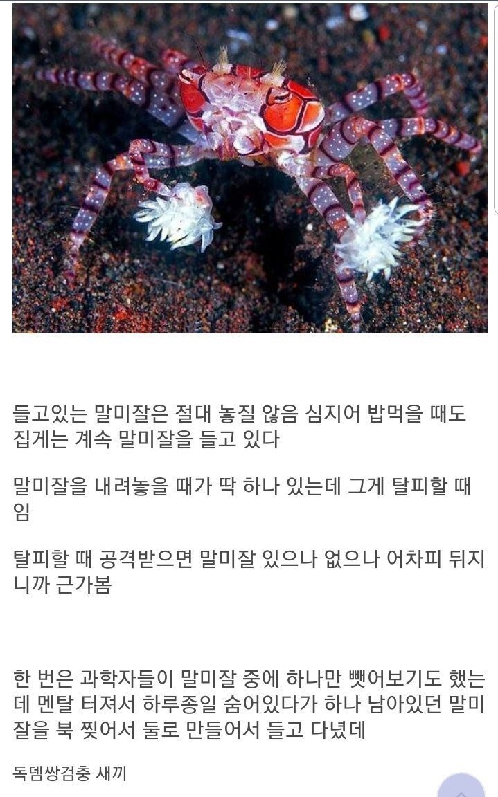 권투게에게 말미잘을 뺏으면.jpgif | 인스티즈