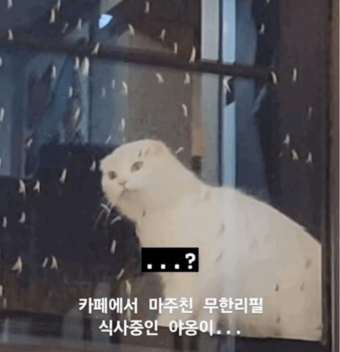 쓸데없는 능력 모음무한리필 식사하는 고양이 | 인스티즈