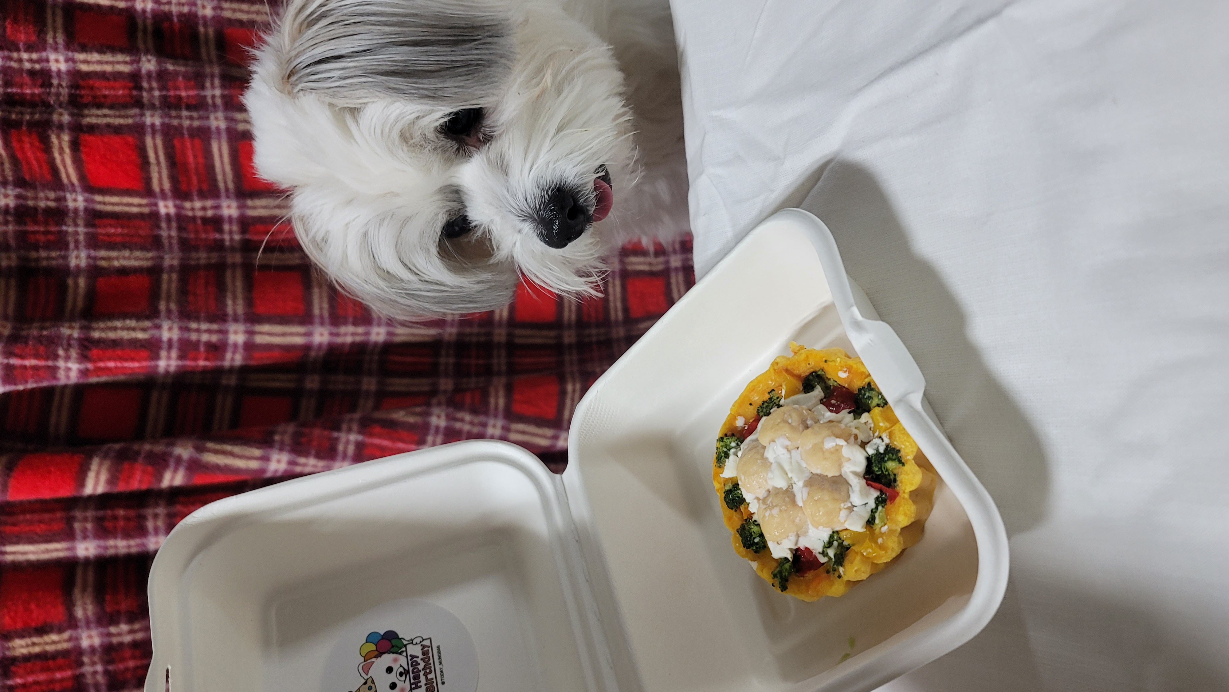 우리 강아지 생일 케이크 받고 놀란듯 | 인스티즈