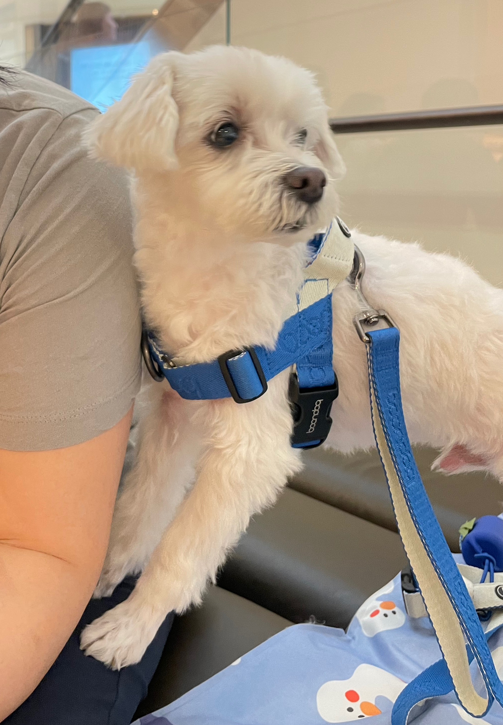 우리집개 찐따 그 잡채 | 인스티즈