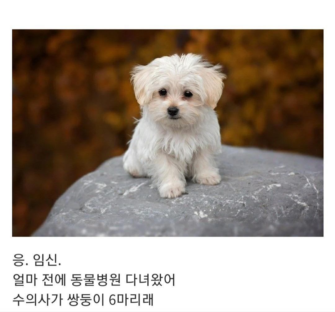 언니....... 나 그 오빠랑 결혼하고 싶어.............. | 인스티즈