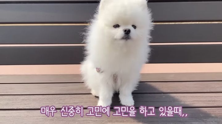 강아지가 두번이나 파양된 충격적인 이유.jpg | 인스티즈