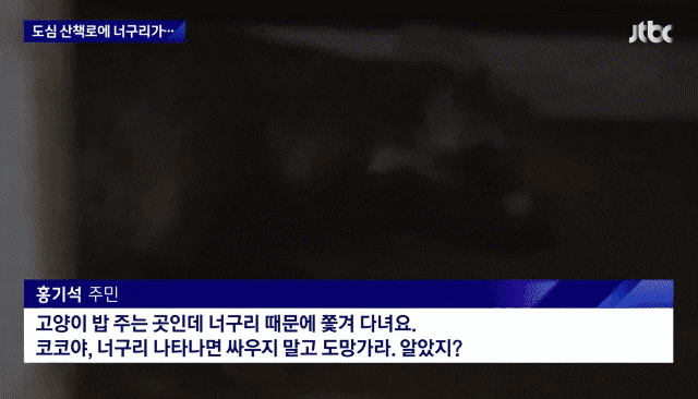 산책로에서 너구리를 만나면 강아지를 바로 안아들어야함 | 인스티즈