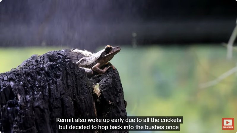 거대한 수조에 열대우림 환경을 조성해놓으면 생기는 일 - 4 | 인스티즈