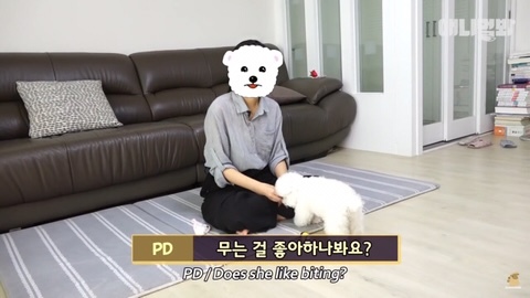 돌멩이를 물고 다니는 강아지 | 인스티즈
